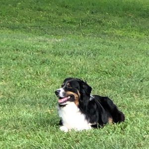 Meet your Posher, Tommy